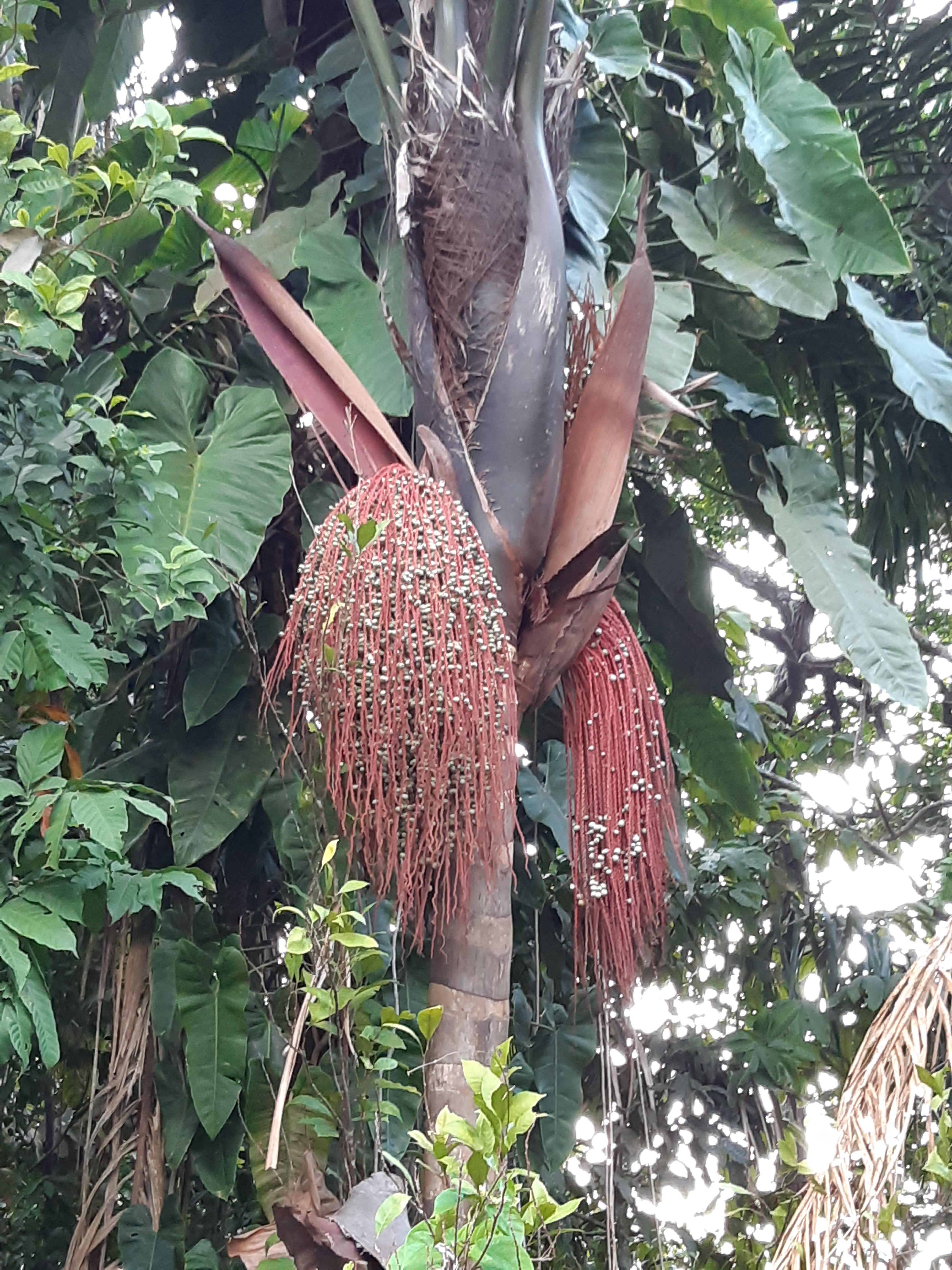 Fonte: Kydroges Roges (2020).