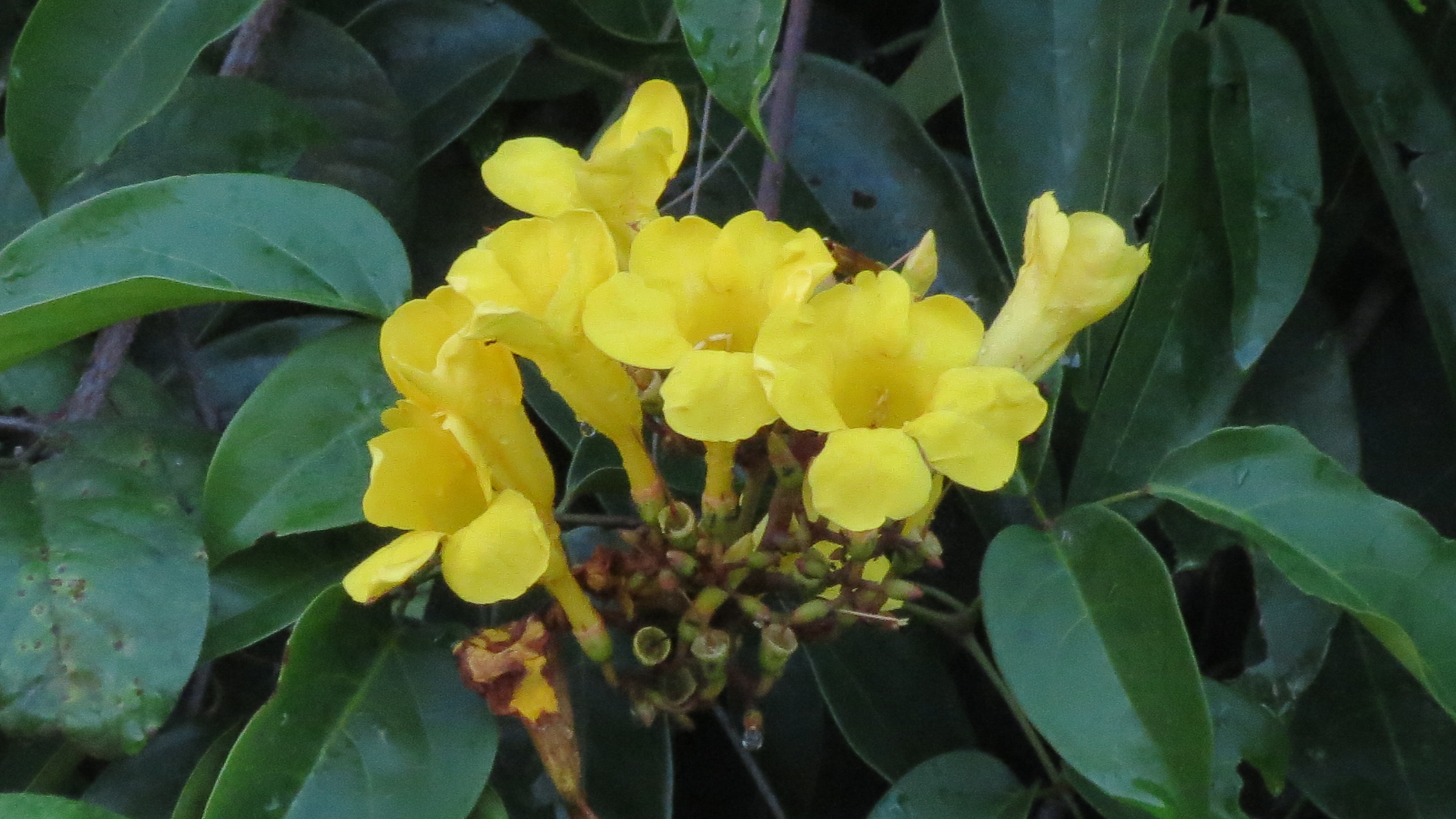 Fonte: Kemel Barbosa (2024).