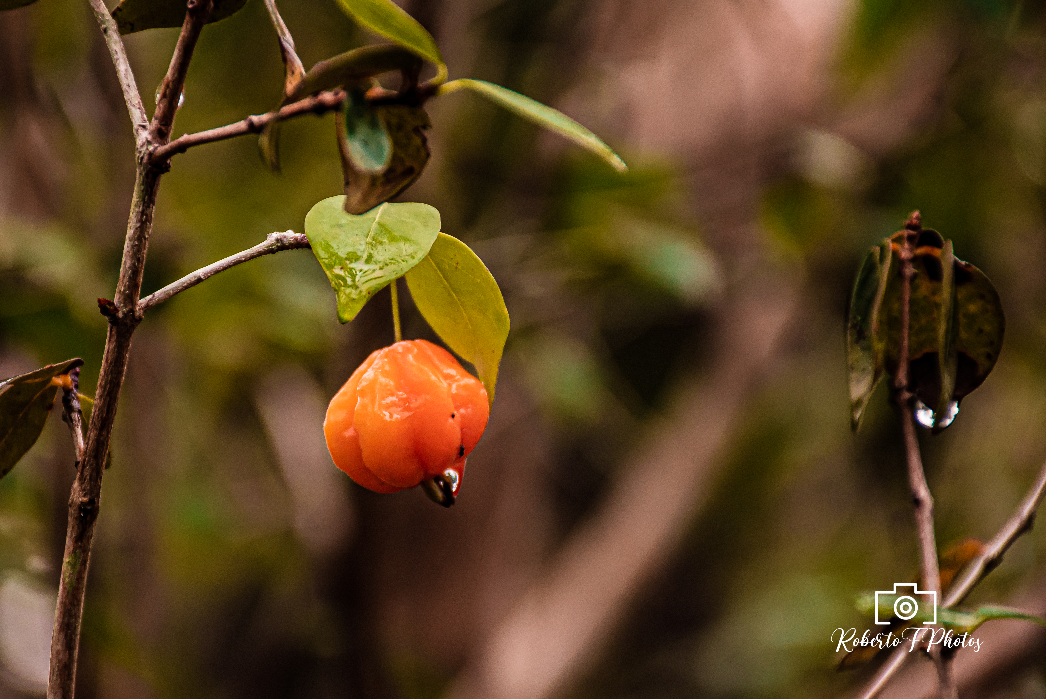 Fonte: Carlos Henrique Rodrigues Castro; Janaína Almeida Silva; Jackson Santos dos Reis, 2026.