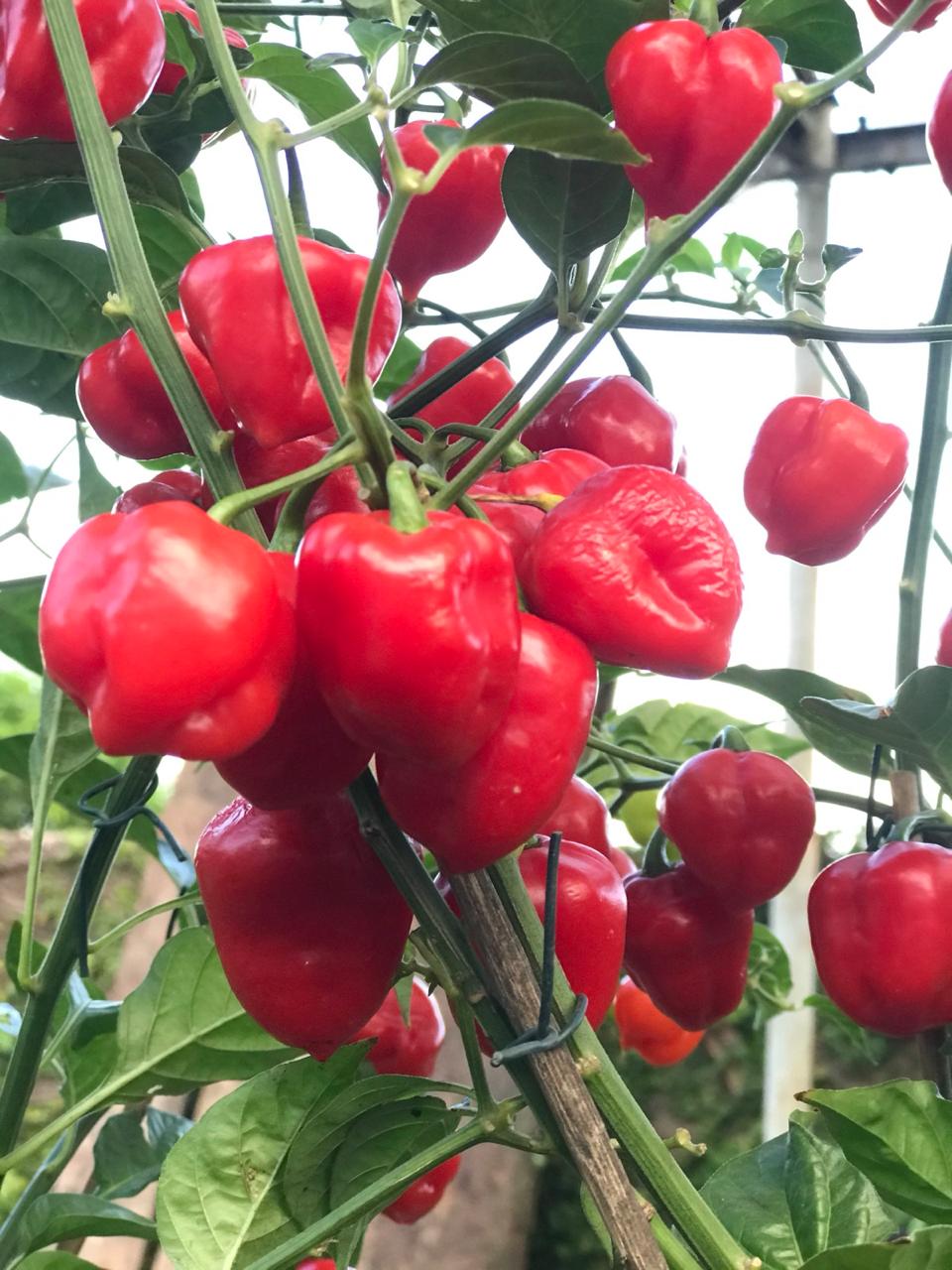 Fonte: Kemel Barbosa (2026).