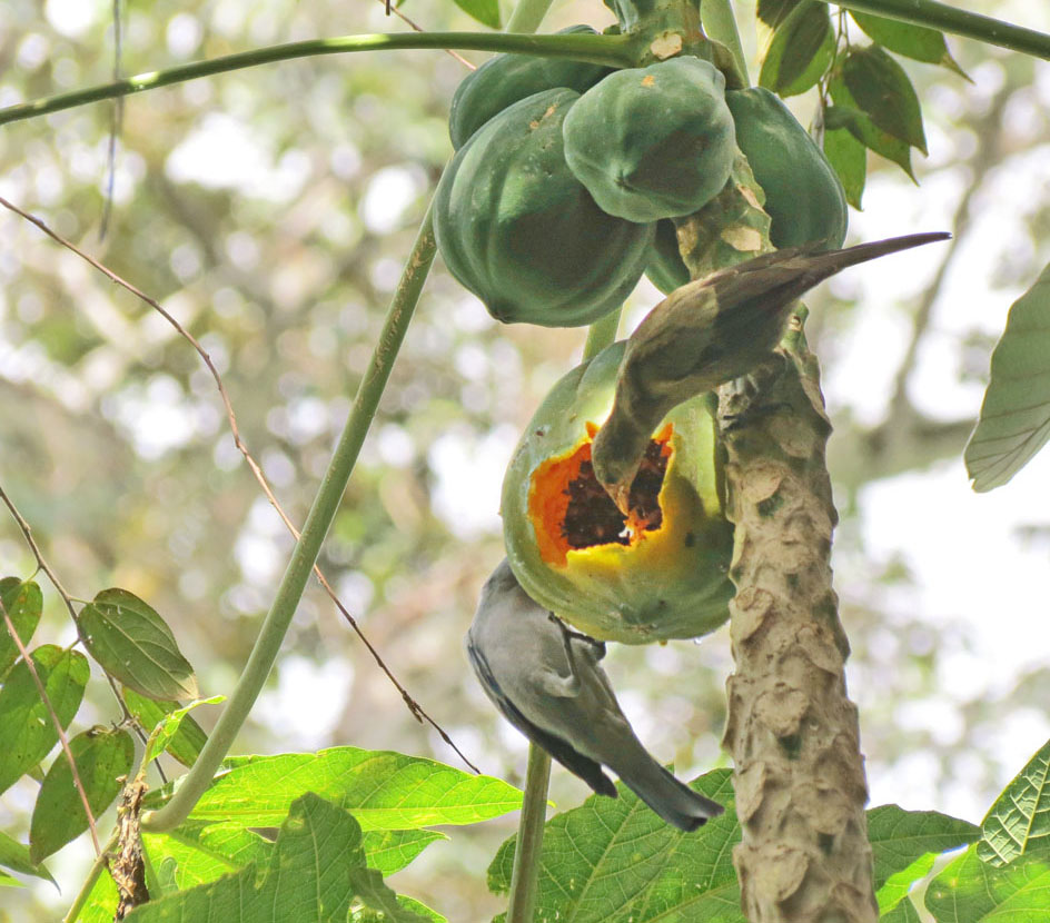 Fonte: Kemel Barbosa (2026).