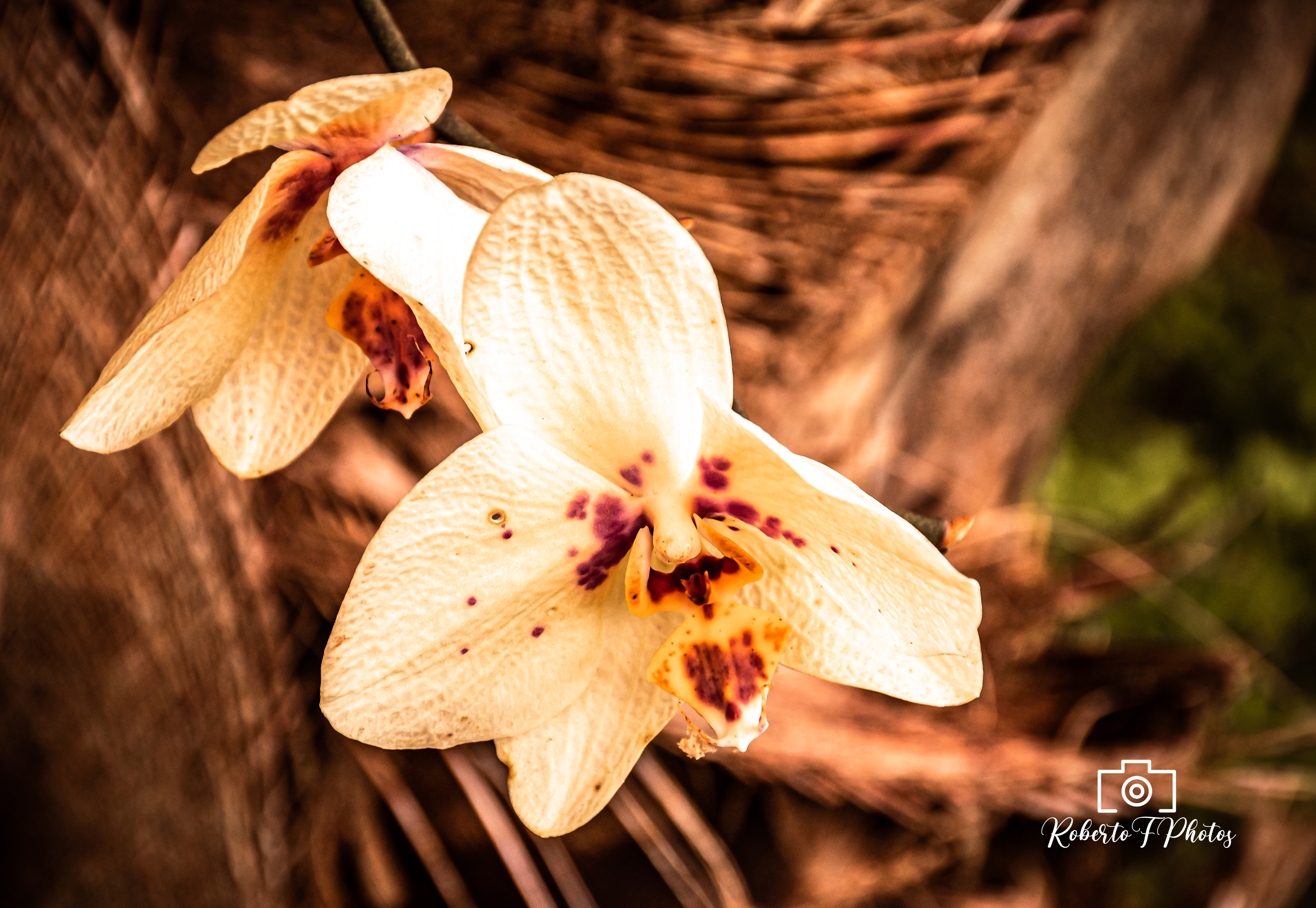 Fonte: Kemel Barbosa (2026).