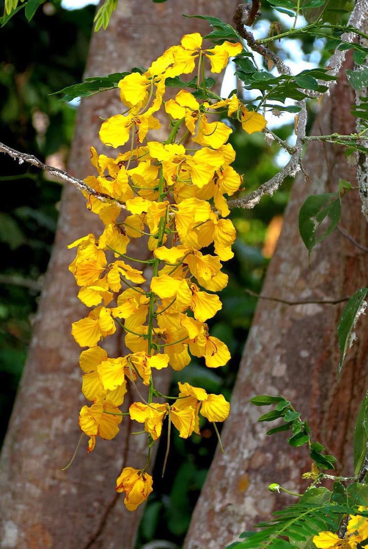 Fonte: Kemel Barbosa (2026).