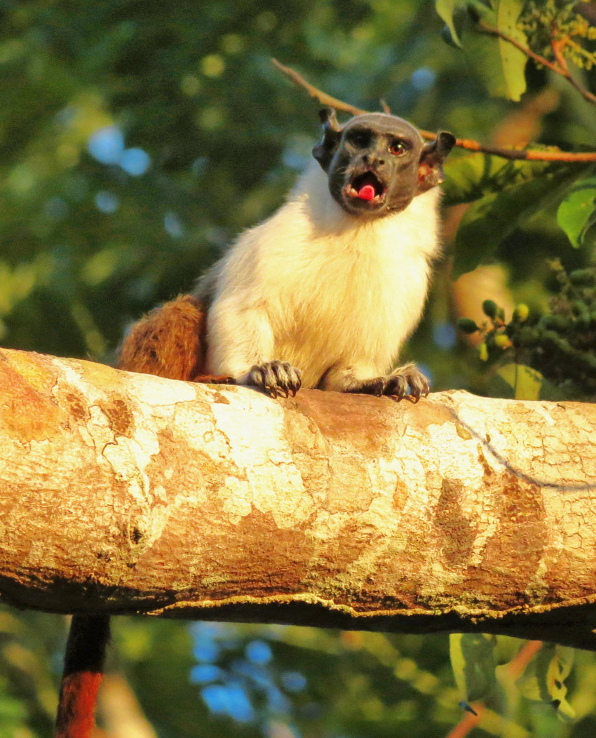 Fonte: Kemel Barbosa (2026).
