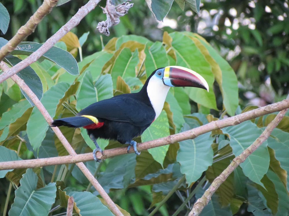 Fonte: Kemel Barbosa (2026).