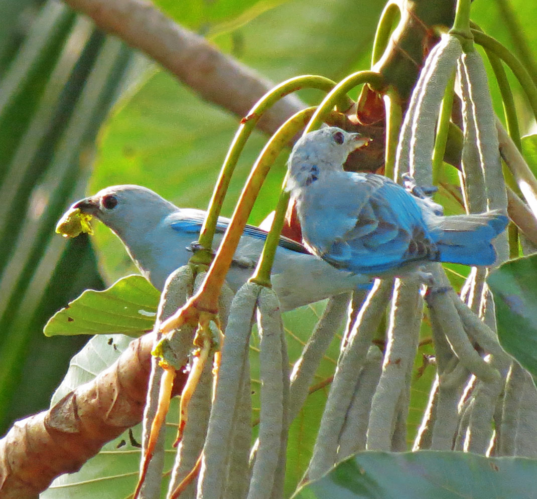 Fonte: Kemel Barbosa (2026).