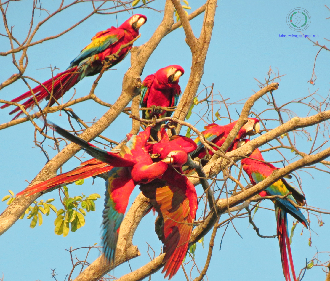 Fonte: Kemel Barbosa (2026).